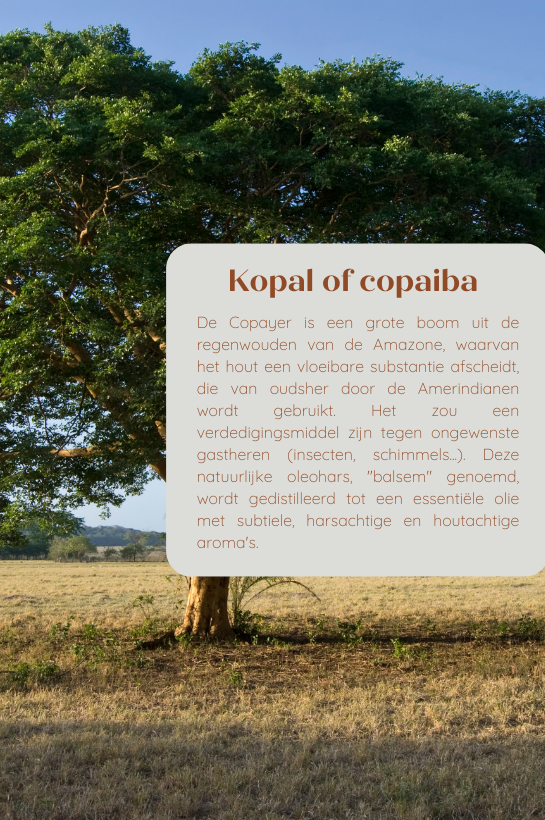 Kopal, Copaiva of Copaiba balsem